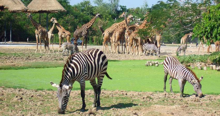 công viên hoang dã Safari World 