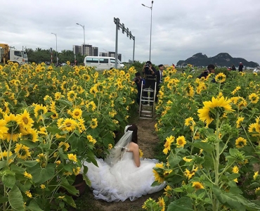 Vườn Hoa Hướng Dương tại Đà Nẵng, Hấp dẫn giới trẻ “săn ảnh” đẹp